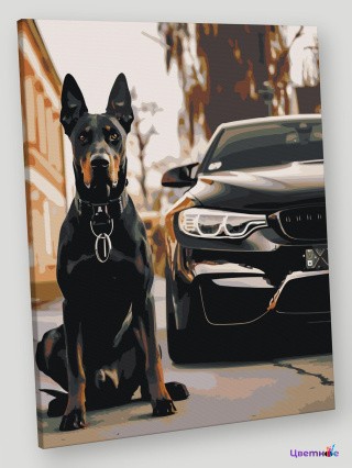 Картина по номерам «Машина BMW и собака доберман 40х50»