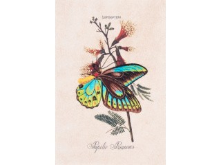 Набор для вышивания «Сад бабочек»