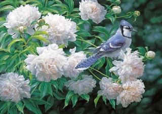 Рисунок на ткани «Сойка в пионах» Рисунок на ткани «Сойка в пионах»