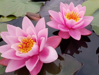 Алмазная вышивка «Розовые кувшинки» Алмазная вышивка «Розовые кувшинки»