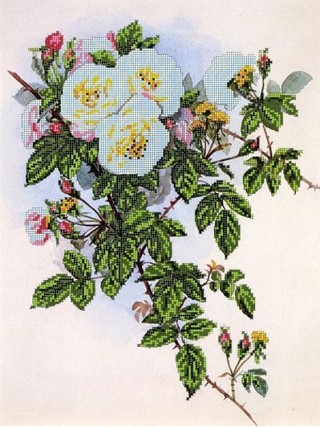 Рисунок на канве «Шиповник» Рисунок на канве «Шиповник»