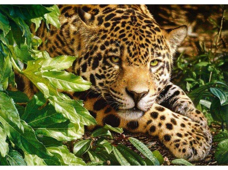 Пазлы «Леопард»