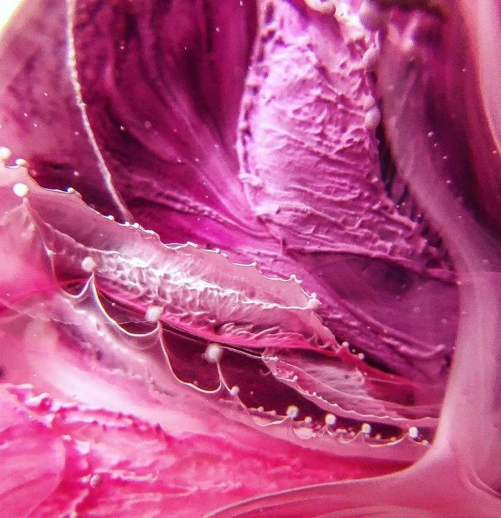 Краска для Петри Petri 7 Фуксия 5 мл, Kamenskaya Ink — картинка 3