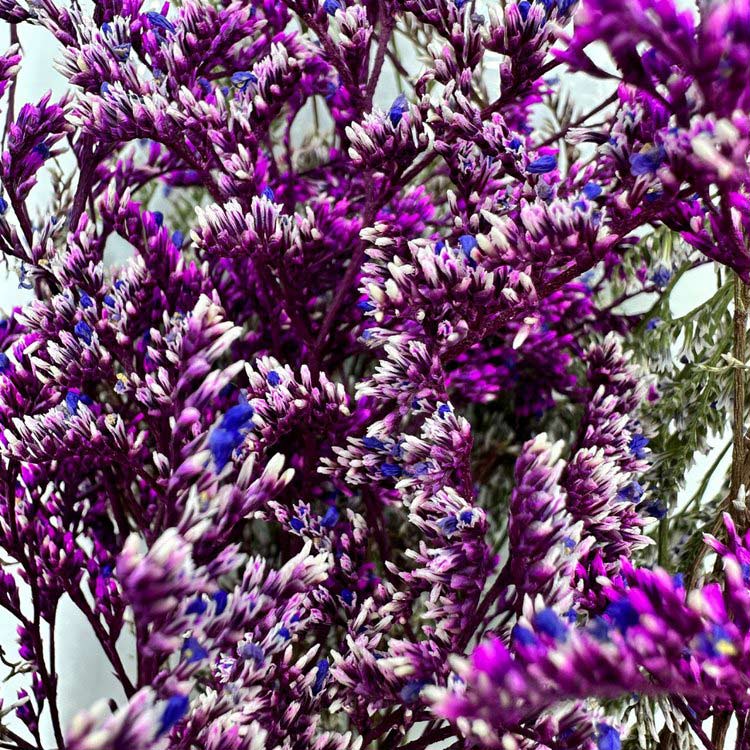 Сухоцветы цветы Танцующее растение, 1 упаковка — картинка 5