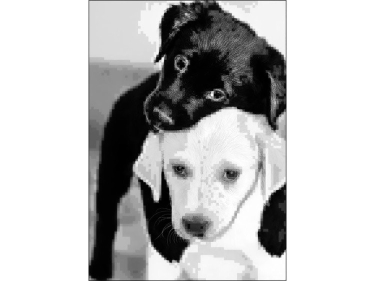 Алмазная вышивка «Черный и белый щенки» — картинка 2