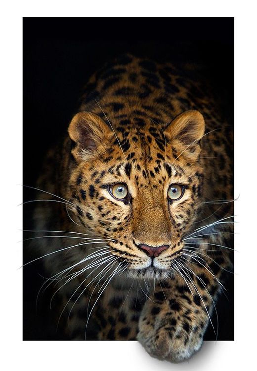 Алмазная вышивка «Леопард» — картинка 2