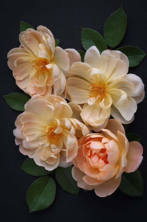 Алмазная вышивка «Английская роза» — картинка 2