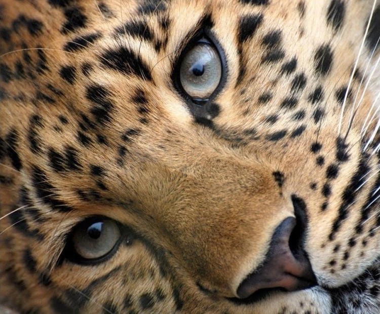 Картина по номерам «Леопард» — картинка 2