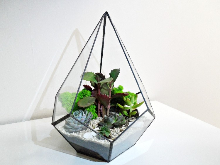 Флорариум капля-2 — картинка 2