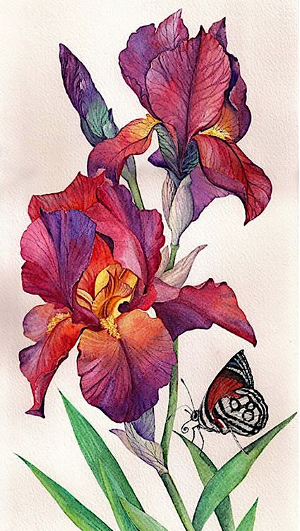 Алмазная вышивка «Ирисы и бабочка» — картинка 2