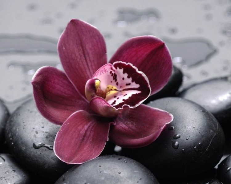 Картина по номерам «Бардовый цветок» — картинка 2