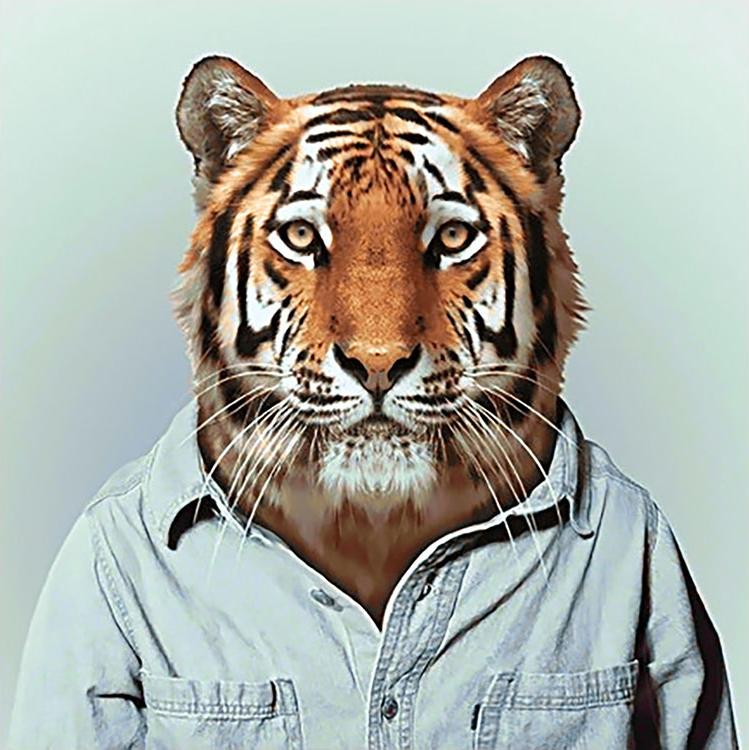 Алмазная вышивка «Мистер Тигр»