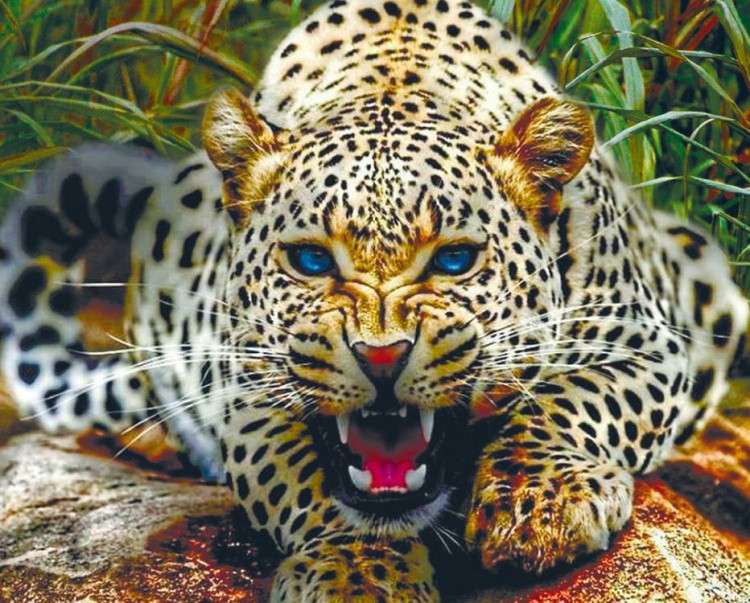 Алмазная вышивка «Хищный взгляд» — картинка 2