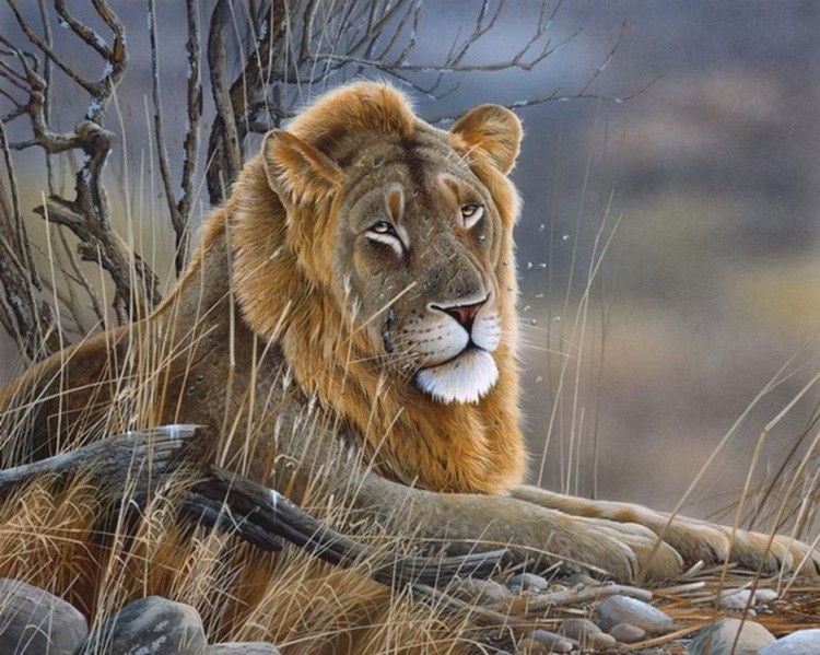 Алмазная вышивка «Гордый лев»