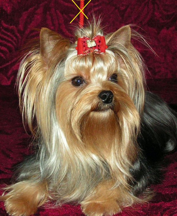 Алмазная вышивка «Йоркширский терьер» — картинка 2