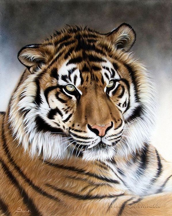 Картина по номерам «Тигры»