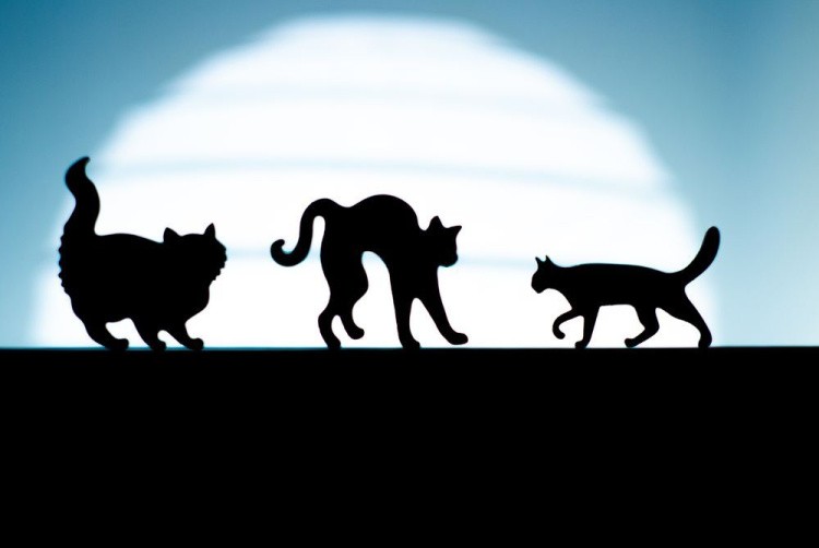 Деревянные пазлы DAVICI «А котам всё масленица» — картинка 5