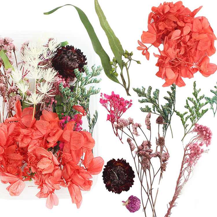 Набор сухоцветов, 1 упаковка — картинка 11