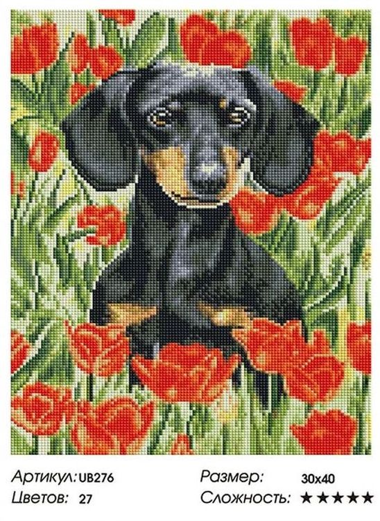 Алмазная вышивка «Такса в маках» — картинка 2