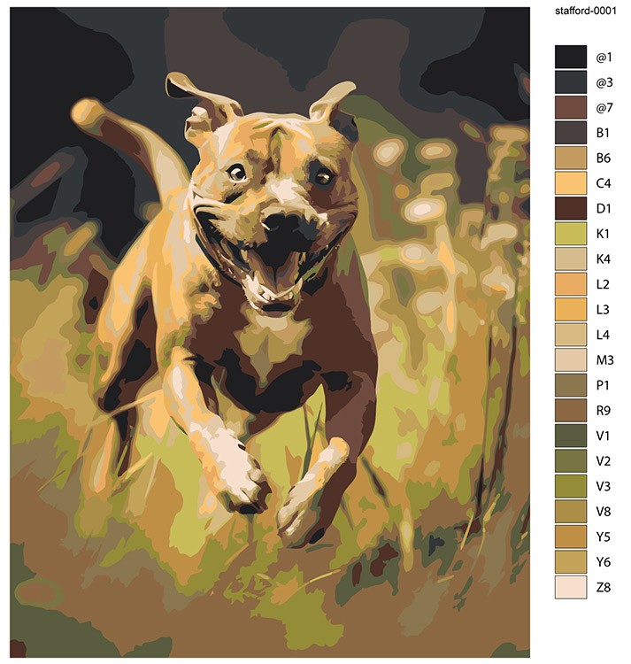 Картина по номерам «Собака Стаффорд (Стаффордширский терьер)» — картинка 2