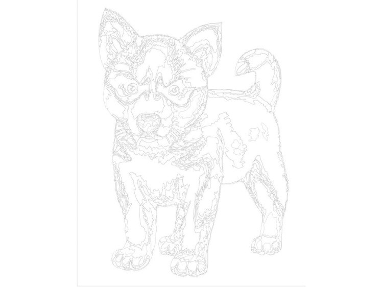 Картина по номерам «Щенок хаски» — картинка 3