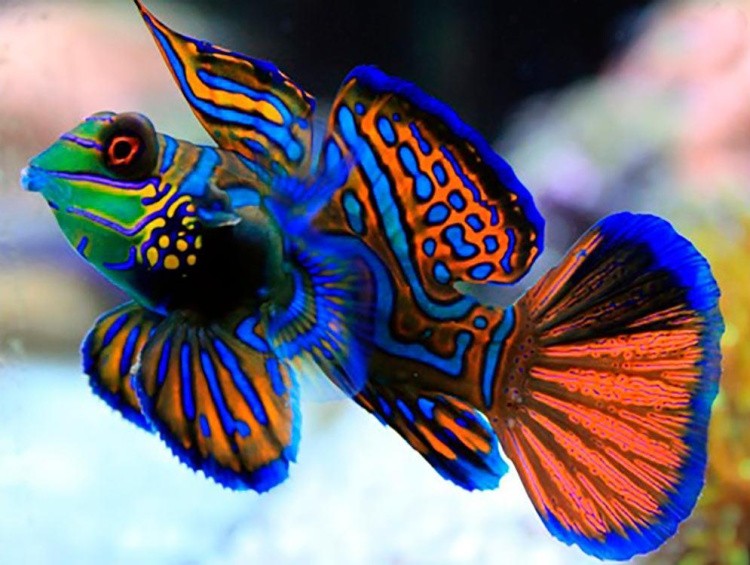 Алмазная вышивка-открытка «Радужная рыбка»