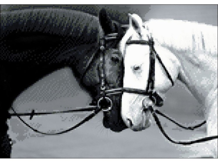 Алмазная вышивка «Черная и белая лошади» — картинка 2