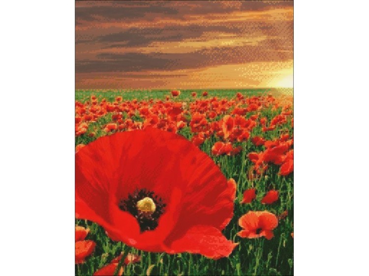 Алмазная вышивка «Маки» — картинка 2