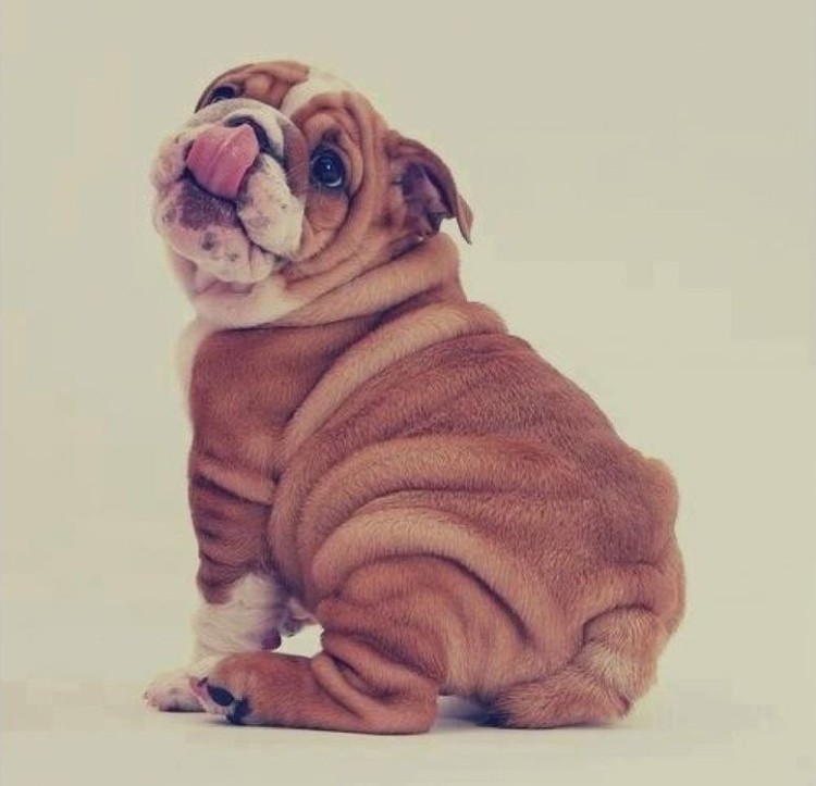 Алмазная вышивка «Бульдог» — картинка 2