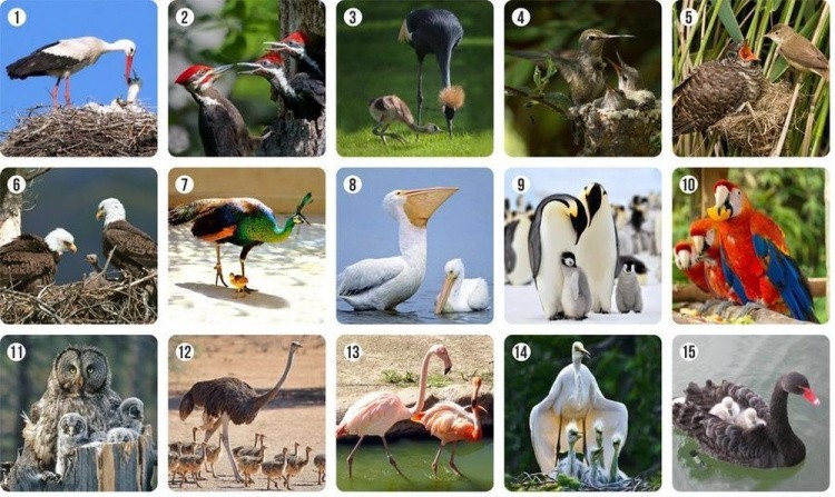 Ми-Ми-Мемо «Птицы» — картинка 3