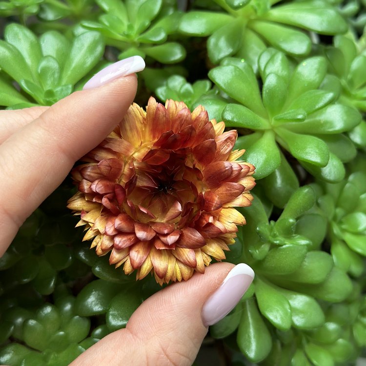 Сухоцветы цветы Гелихризум, 1 упаковка — картинка 4