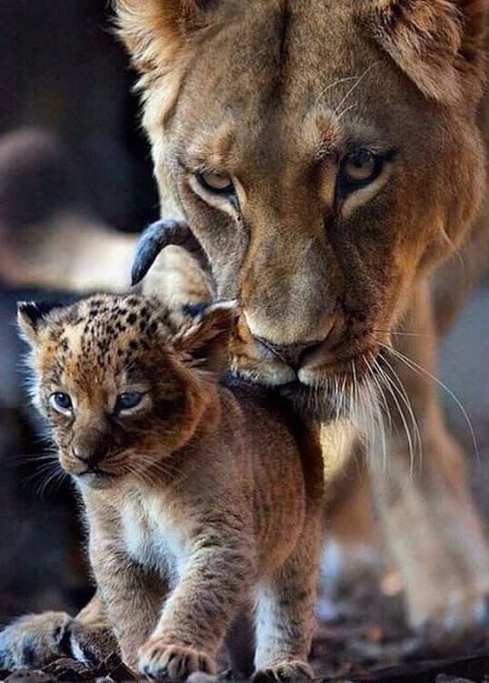 Алмазная вышивка «Мама всегда рядом» — картинка 2