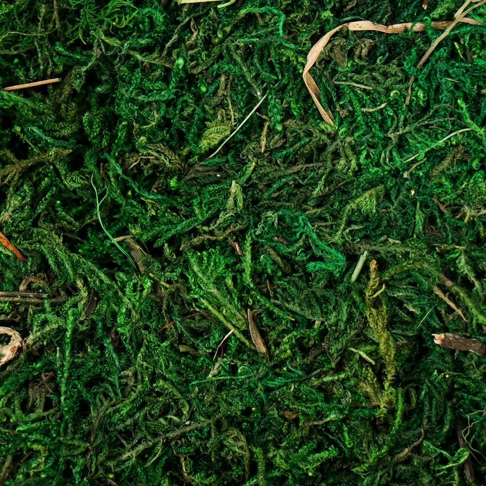 Декоративный наполнитель Мох натуральный, цвет: зеленый 50 г ± 5, Blumentag — картинка 3