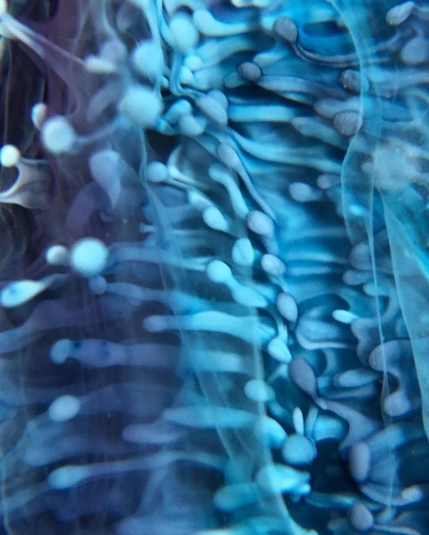 Краска для Петри Изумрудно-голубой 5 мл, Kamenskaya Ink — картинка 3