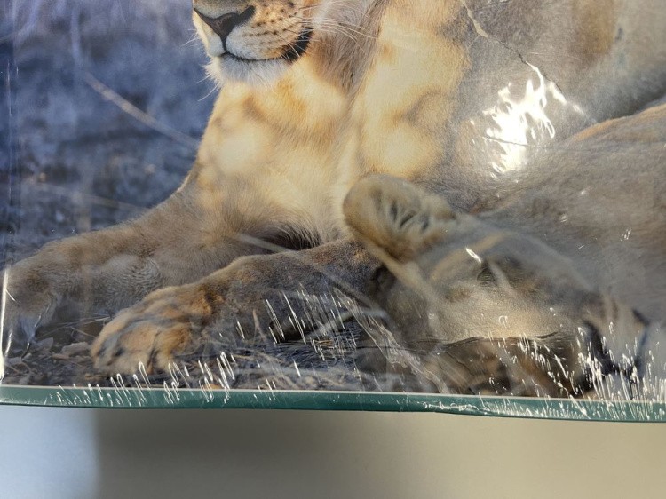 УЦЕНКА. Пазлы «Львиная нежность» (порвана лицевая сторона коробки) — картинка 3