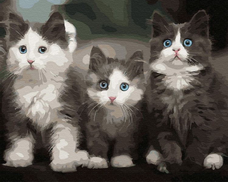 Картина по номерам «Три котёнка»