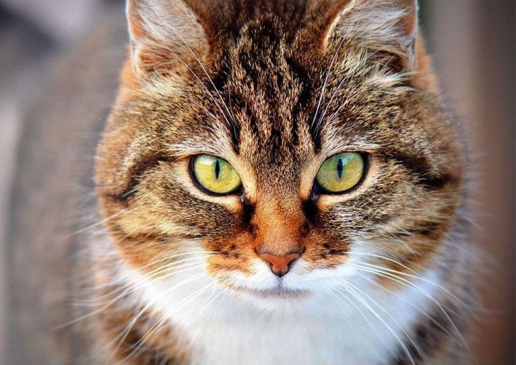 Картина по номерам «Охотник» — картинка 2