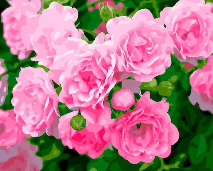 Картина по номерам «Кустовая роза»