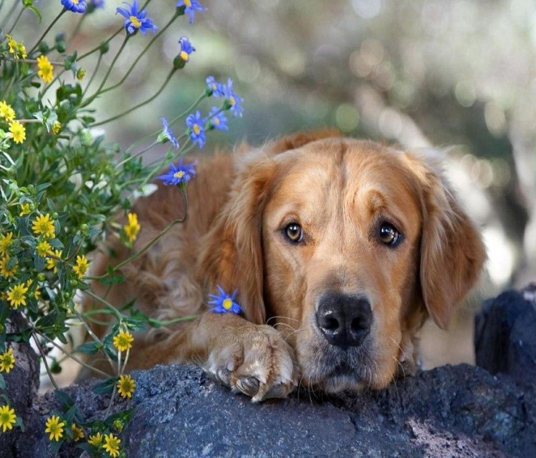 Картина по номерам «Задумчивый пёс» — картинка 2