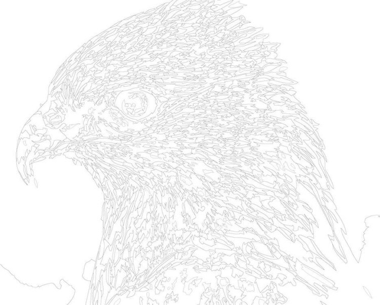 Картина по номерам «Ястреб» — картинка 3