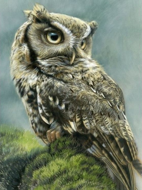 Картина по номерам «Сова на траве» — картинка 2