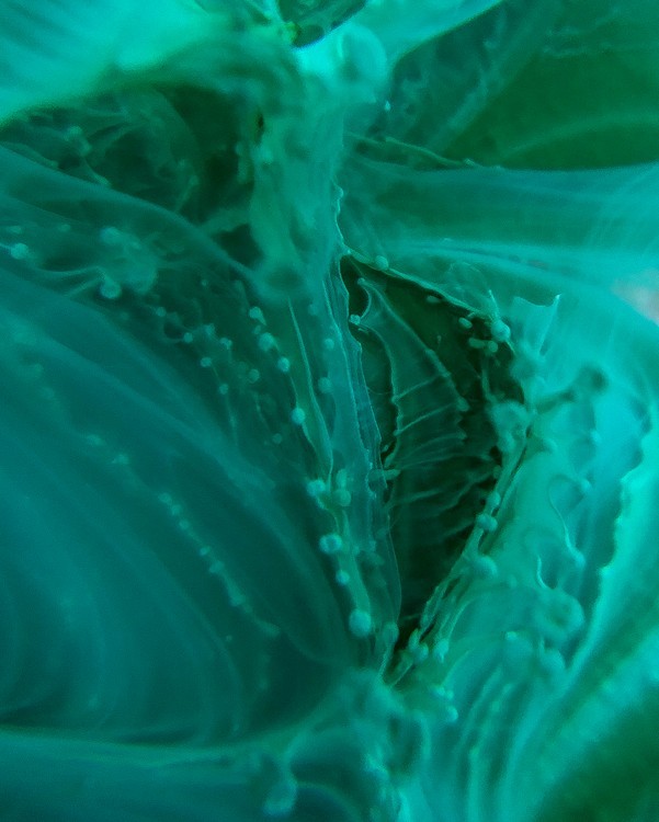 Краска для Петри Лесная зелень 5 мл, Kamenskaya Ink — картинка 4