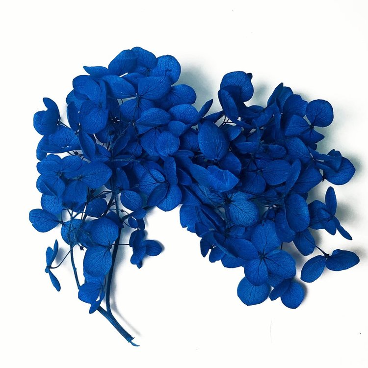 Стабилизированные цветы Гортензии (синие) — картинка 2