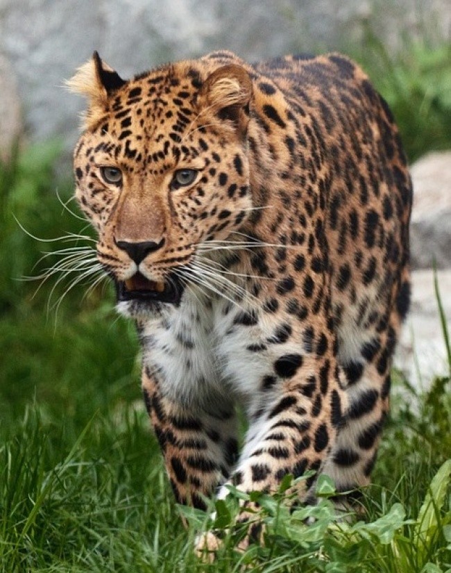 Картина по номерам «На охоте» — картинка 2