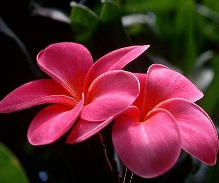 Картина по номерам «Красные цветы» — картинка 2