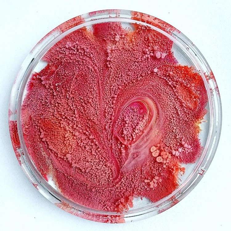 Краска для Петри Тыква 5 мл, Kamenskaya Ink — картинка 3