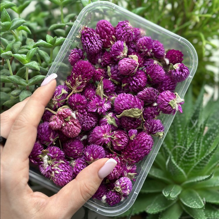 Сухоцветы цветы Гомфрены, 1 упаковка — картинка 4