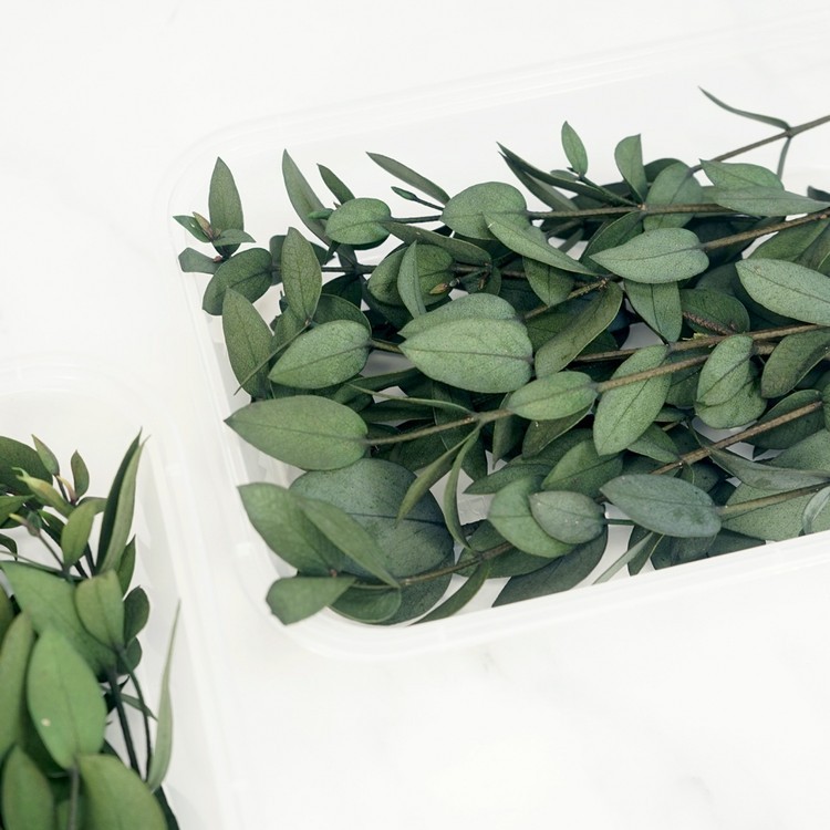 Сухоцветы Эвкалипта, 1 упаковка — картинка 3