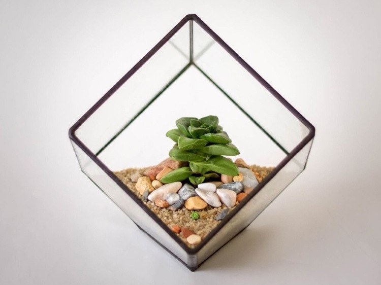 Флорариум куб — картинка 2