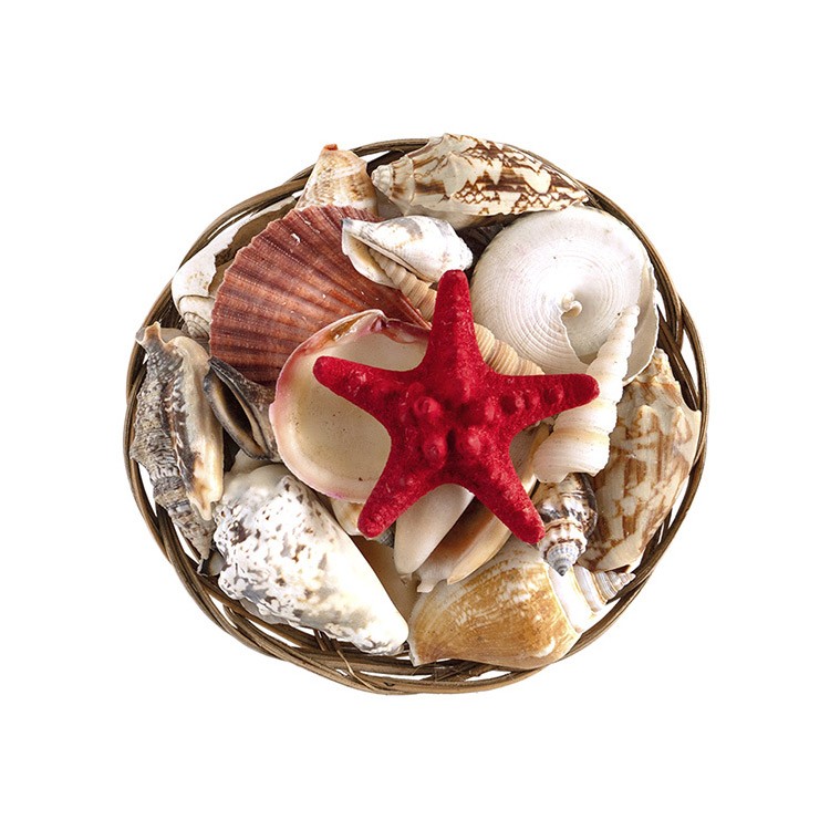 Набор морских ракушек (3-8 см), 300 г, Artline — картинка 2